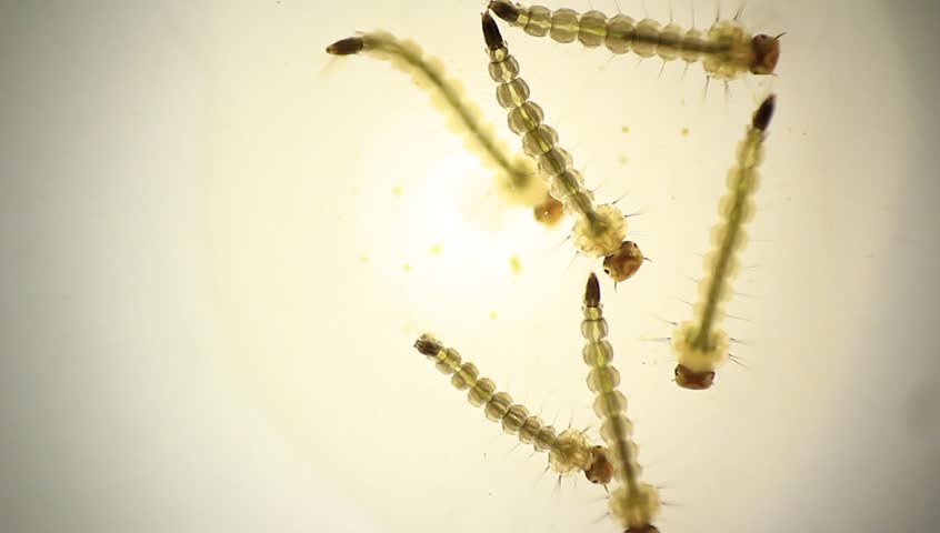 An image showing water borne disease - malaria