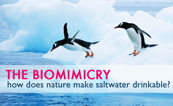 biomimicry